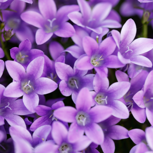 Note de tête : Violette - Arôme de thé