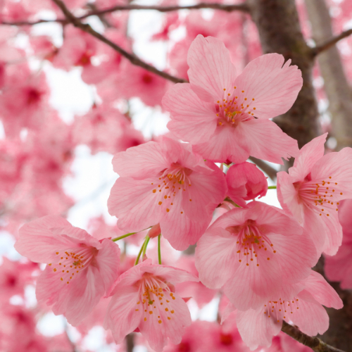 Note de tête : Fleurs de cerisier - Arôme de thé
