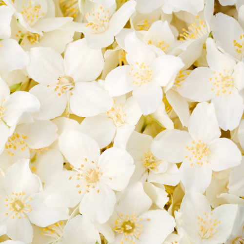 Jasmin