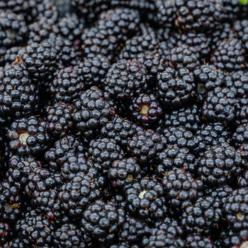 Note de cœur : Mûre - Arôme principal du thé
