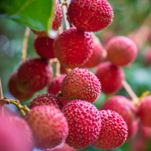 Litchi