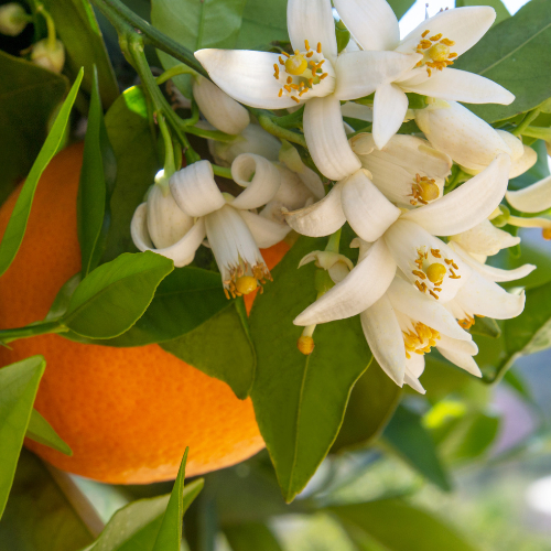 Note de cœur : Fleurs d'oranger - Arôme principal du thé