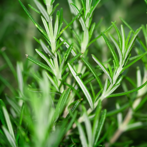 Note de cœur : Romarin - Arôme principal du thé