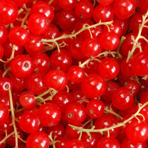 Note de tête : Groseille - Arôme de thé