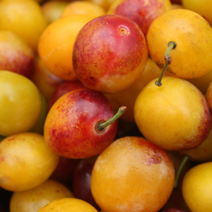 Note de tête : Mirabelle - Arôme de thé