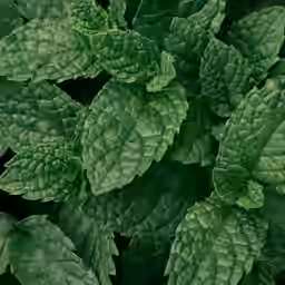 Note de cœur : Menthe - Arôme principal du thé